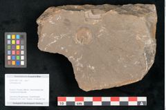 Foto (Objekt + Etikett) von Cyclocarpus sp.  (NHMW-GEO-2024-0188-11156)